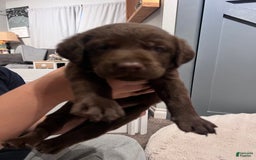 Labrador Retriever dogs for sale: Mousse - Image 3