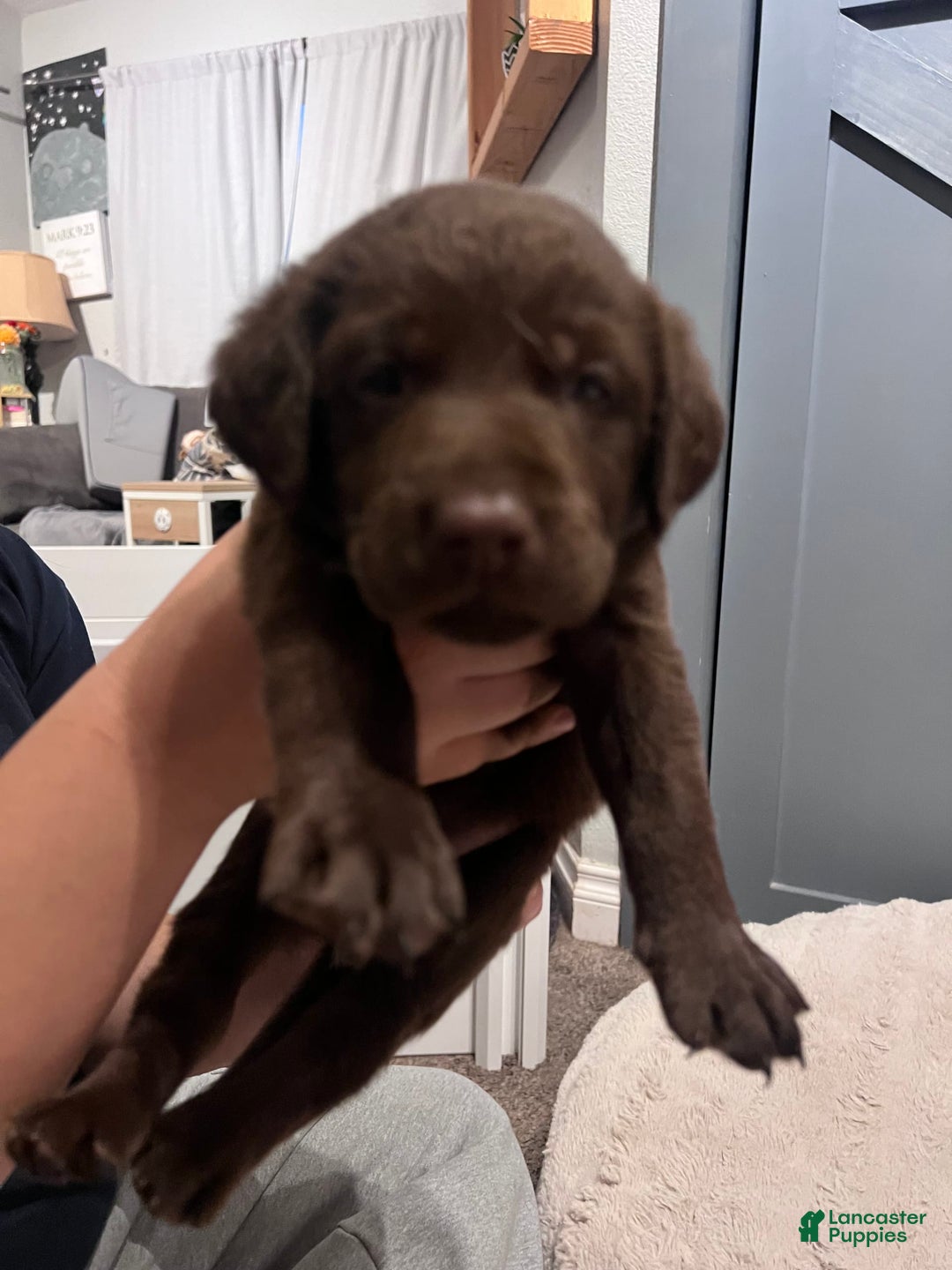 Labrador Retriever dogs for sale: Mousse - Image 3