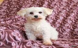 Maltipoo dogs for sale: Duane - Image 6
