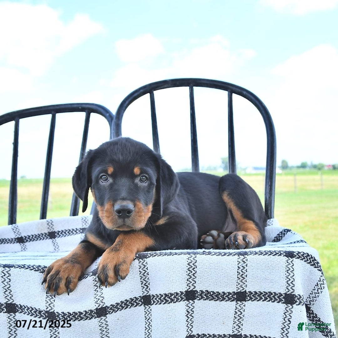 Rottweiler dogs for sale: Duke - Image 2