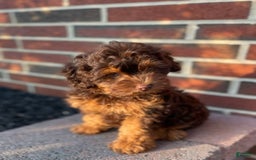 Cockapoo dogs for sale: Caramel Latte - Image 3