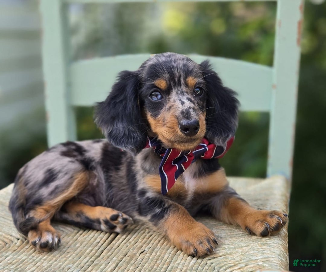 Miniature Dachshund dogs for sale: Albert - Image 11