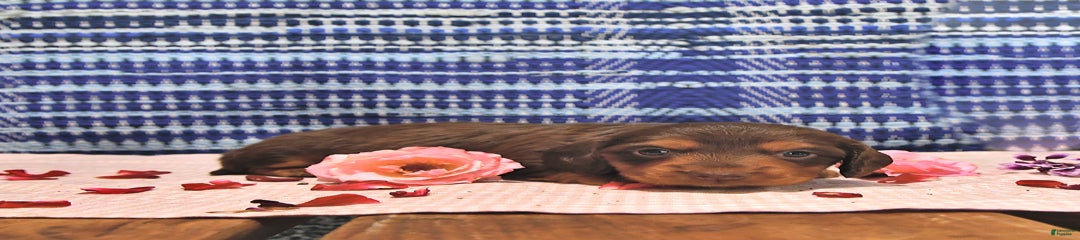 Cocoa