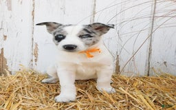 Australian Cattle Dog dogs for sale: Australian Cattle Dog 8 puppies - Image 7