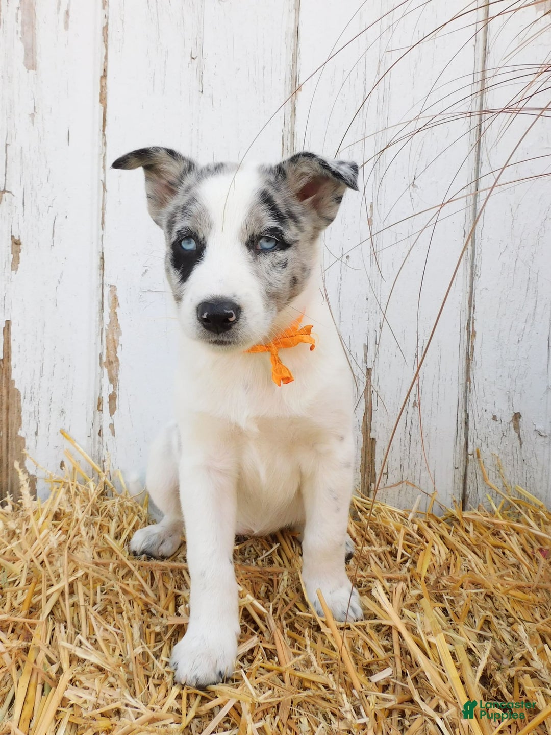Australian Cattle Dog dogs for sale: Australian Cattle Dog 8 puppies - Image 7