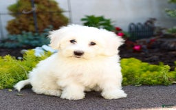 Maltipoo dogs for sale: Maltipoo 8 puppies - Image 4