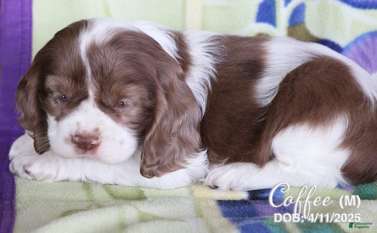 Cocker Spaniel dogs for sale - Ad 1