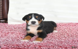 Greater Swiss Mountain Dog dogs for sale: Cash - Image 6