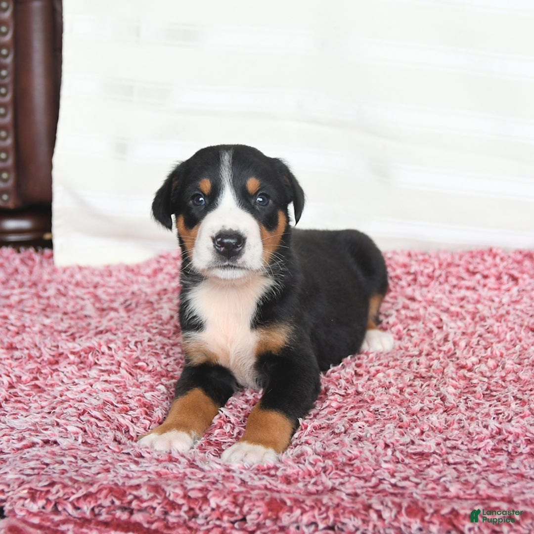 Greater Swiss Mountain Dog dogs for sale: Cash - Image 6