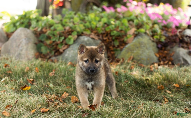Shiba Inu dogs for sale - Ad 5