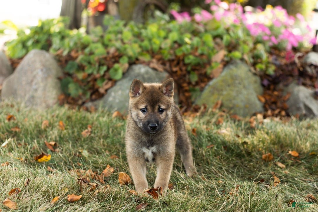 Shiba Inu dogs for sale: Jeffrey - Image 1