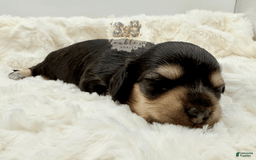 Miniature Dachshund dogs for sale: Miniature Dachshund 3 puppies - Image 2