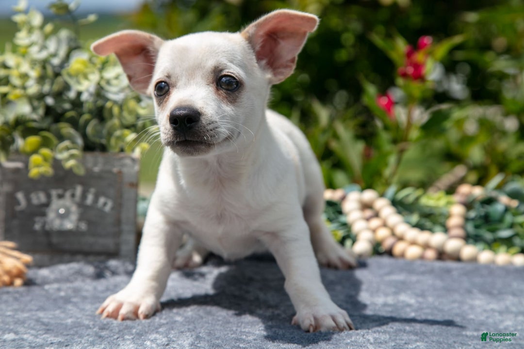 Chihuahua dogs for sale: Biscuit - Image 1