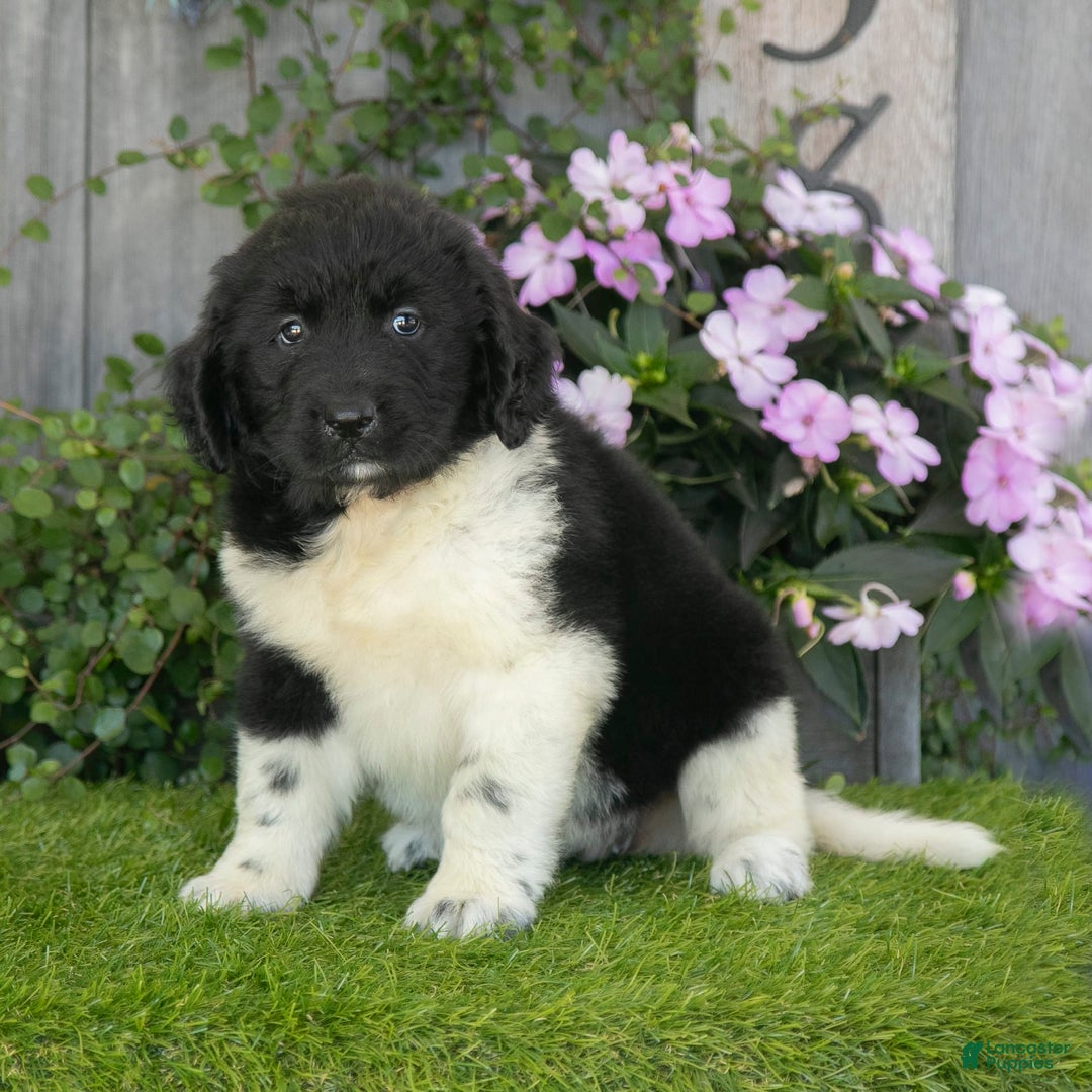 Newfoundland dogs for sale: Trixie - Image 4