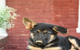 German Shepherd dogs for sale: Macy - Image 4