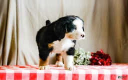 Bernese Mountain Dog dogs for sale: Marlo - Image 2