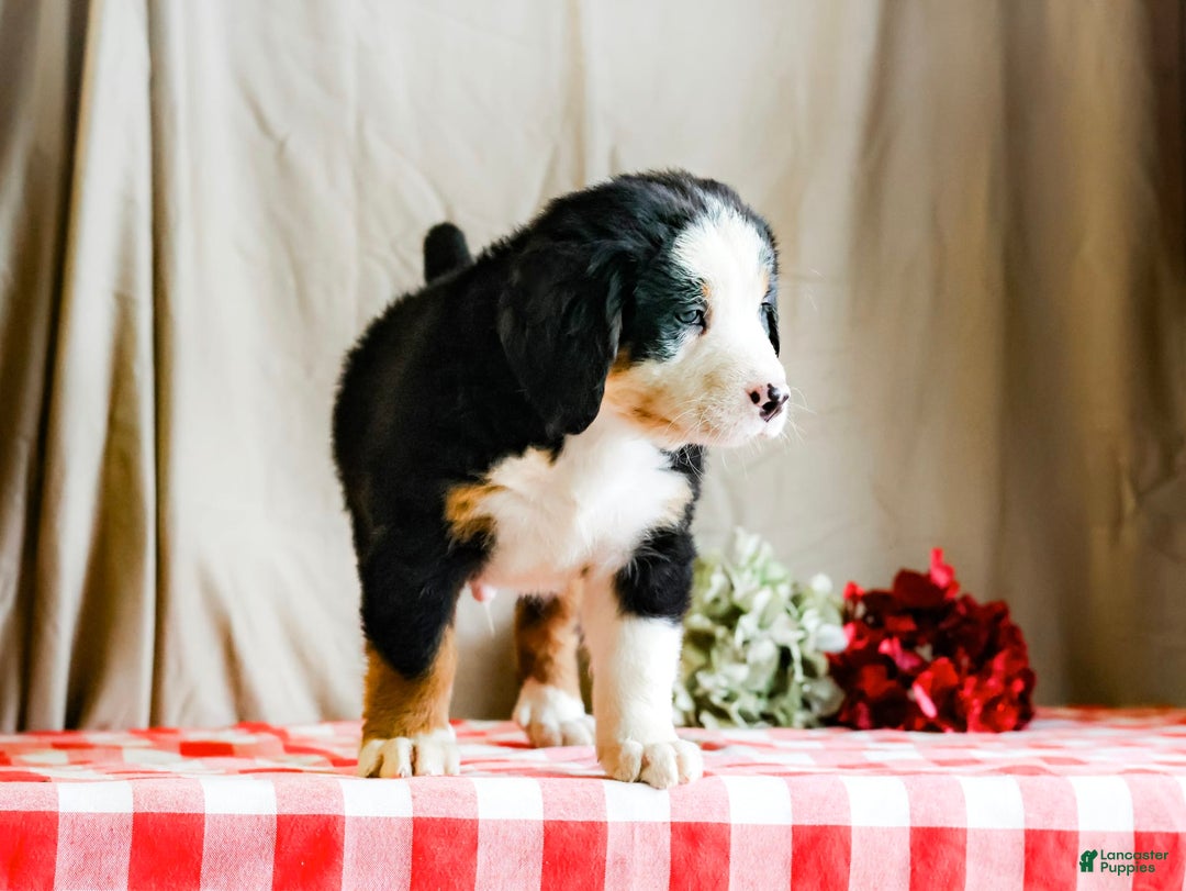 Bernese Mountain Dog dogs for sale: Marlo - Image 2