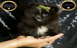 Pomeranian dogs for sale: Peppy - Image 7