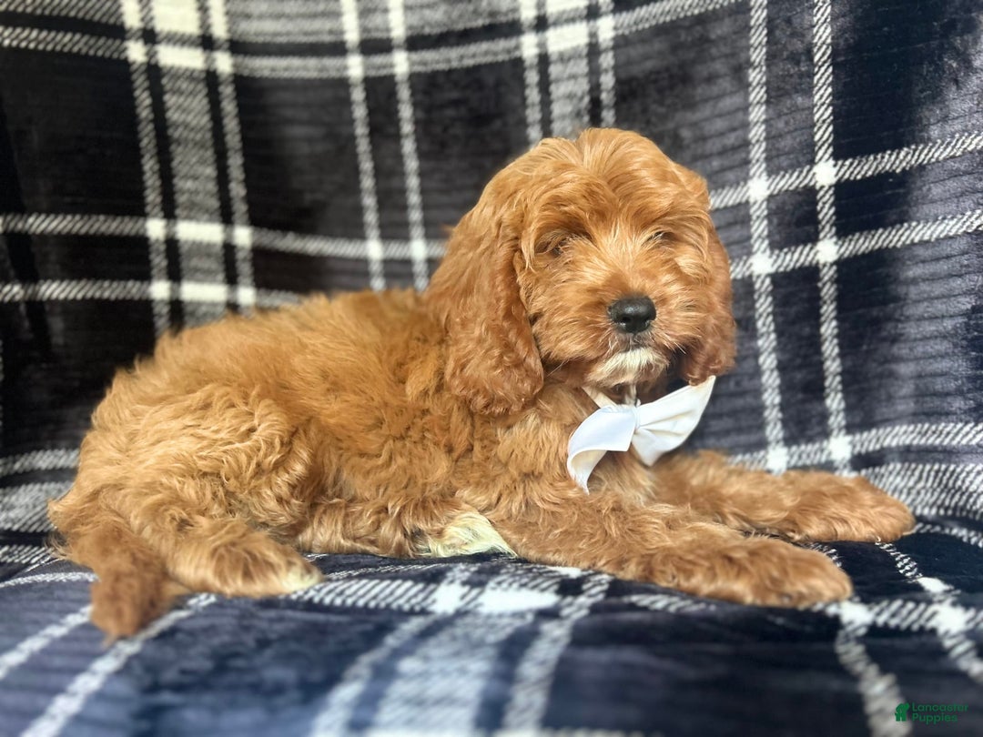 Cavapoo dogs for sale: Whiskey - Image 8
