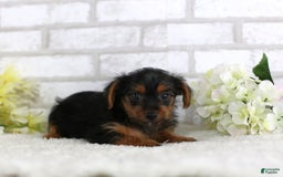 Yorkshire Terrier dogs for sale: Brody - Image 1