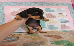 Miniature Dachshund dogs for sale: Perry - Image 8