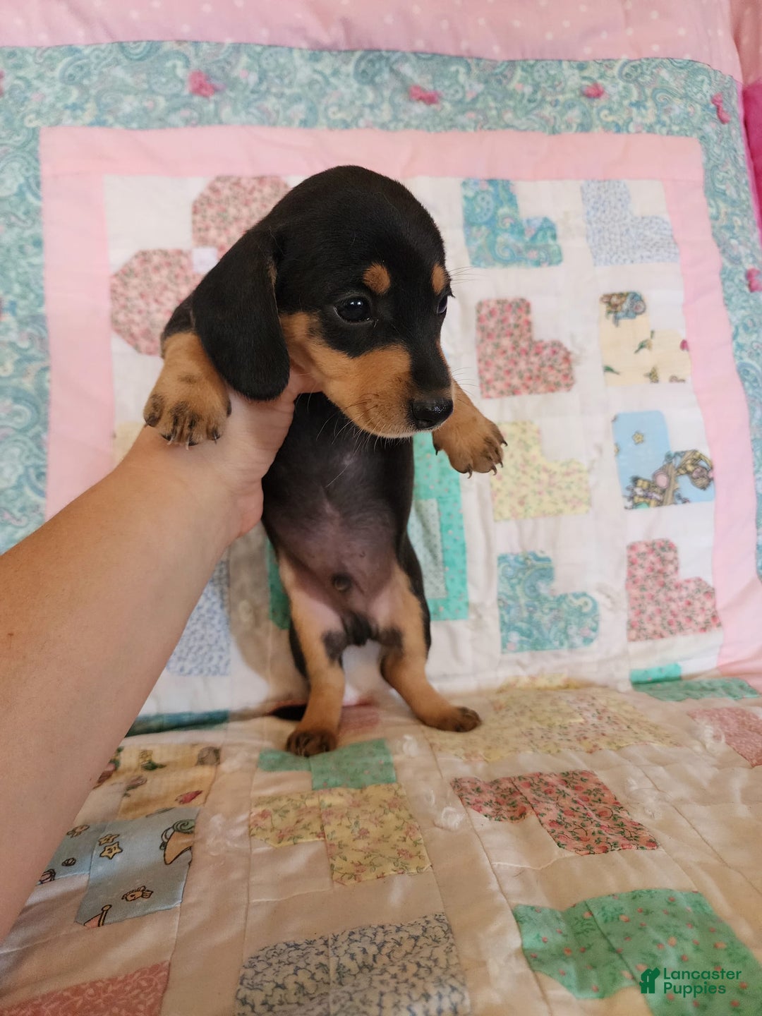 Miniature Dachshund dogs for sale: Perry - Image 8