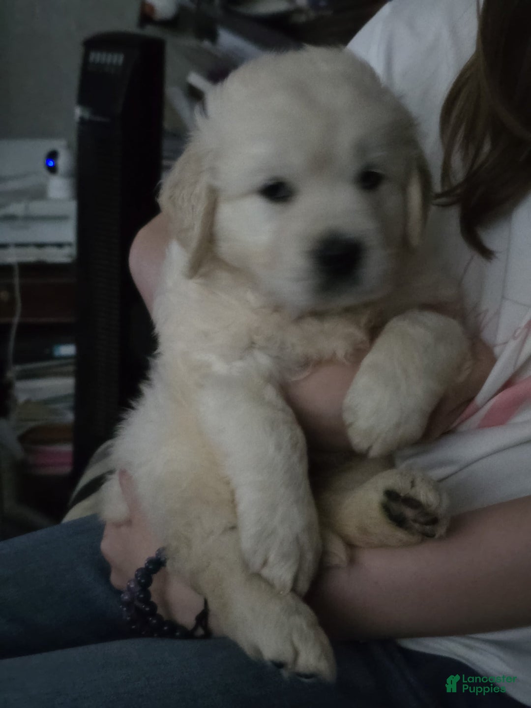 Golden Retriever dogs for sale: Laura - Image 1