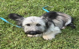 Skye Terrier dogs for sale: Vikki - Image 6