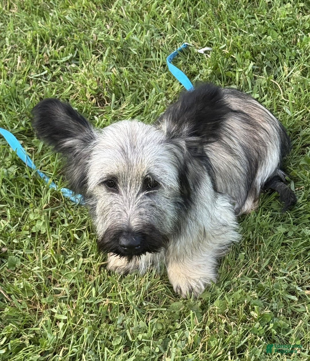 Skye Terrier dogs for sale: Vikki - Image 6