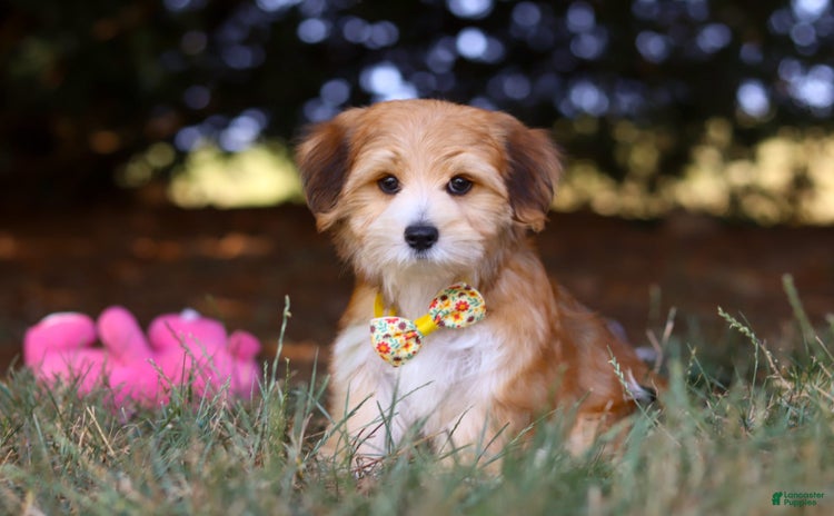 Morkie dogs for sale - Ad 4
