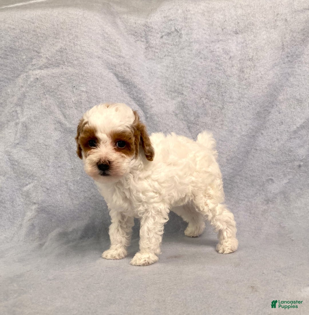 Miniature Poodle dogs for sale: Lily - Image 8