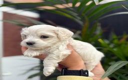 Maltipoo dogs for sale: Sally - Image 1