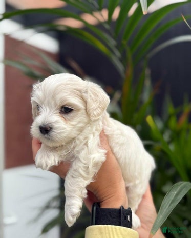 Maltipoo dogs for sale - Ad 1