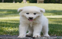 Siberian Husky dogs for sale: Charlie - Image 2
