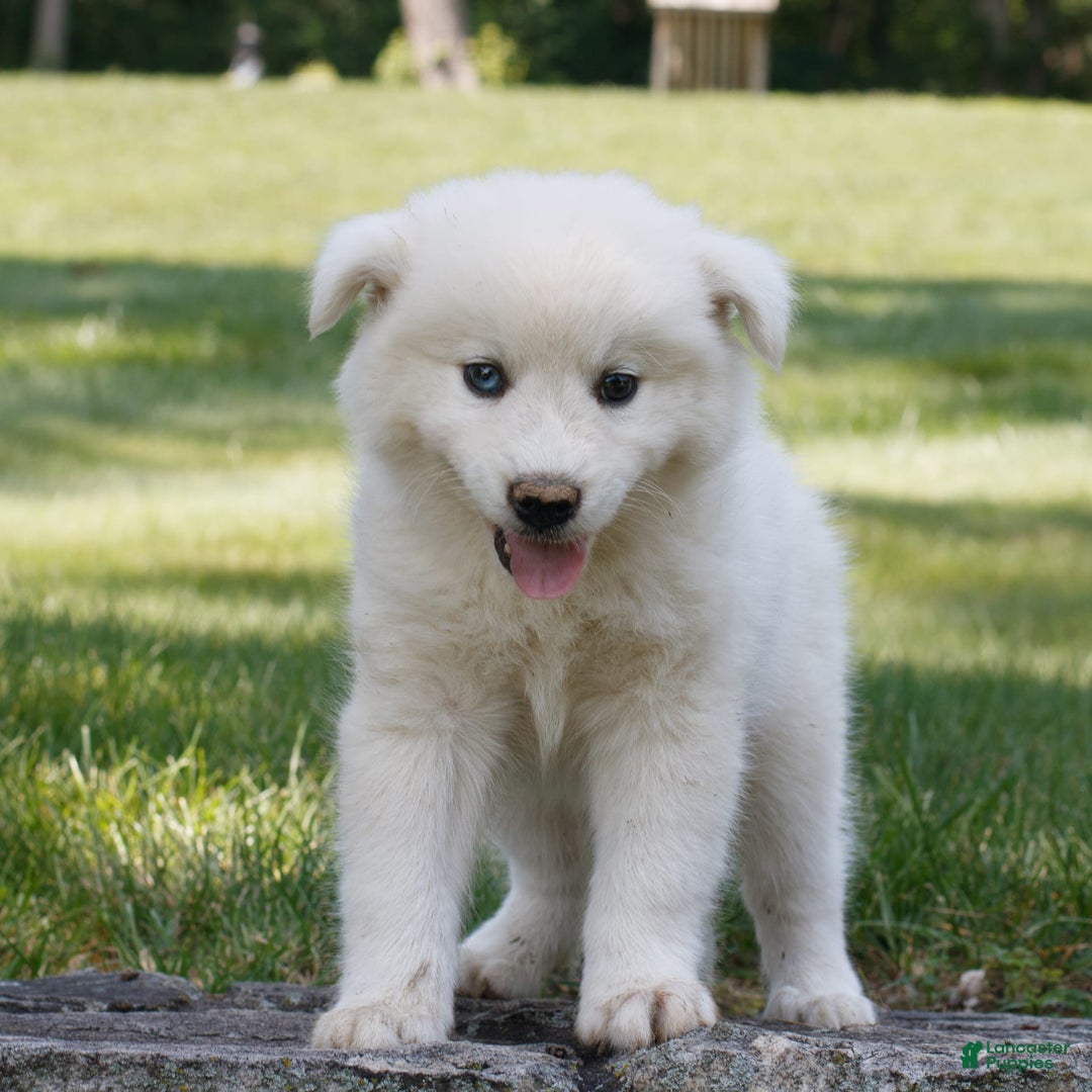Siberian Husky dogs for sale: Charlie - Image 2