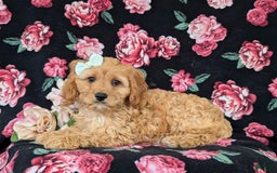 Cockapoo dogs for sale: Dora - Image 5