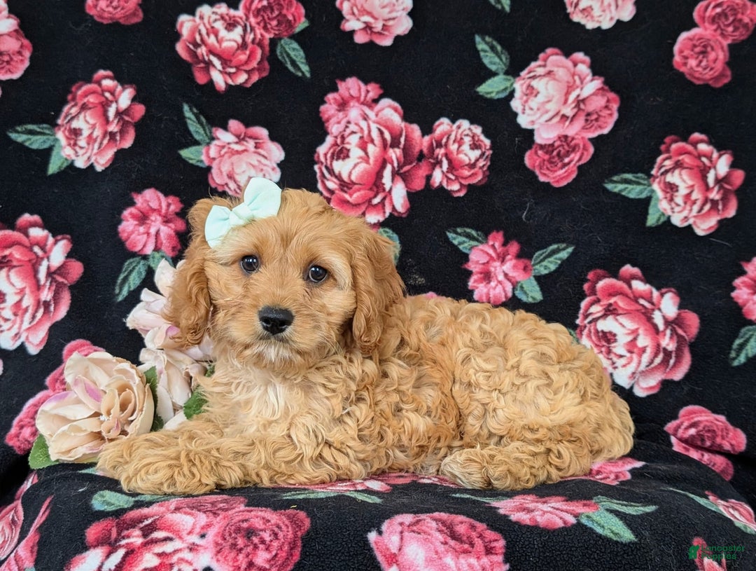 Cockapoo dogs for sale: Dora - Image 5