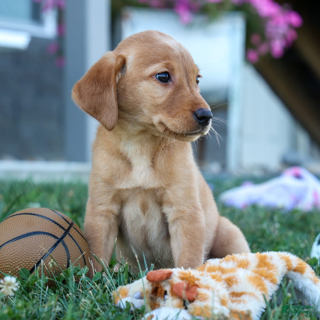Labrador Retriever dogs for sale: Red Fox Gabby - Image 7