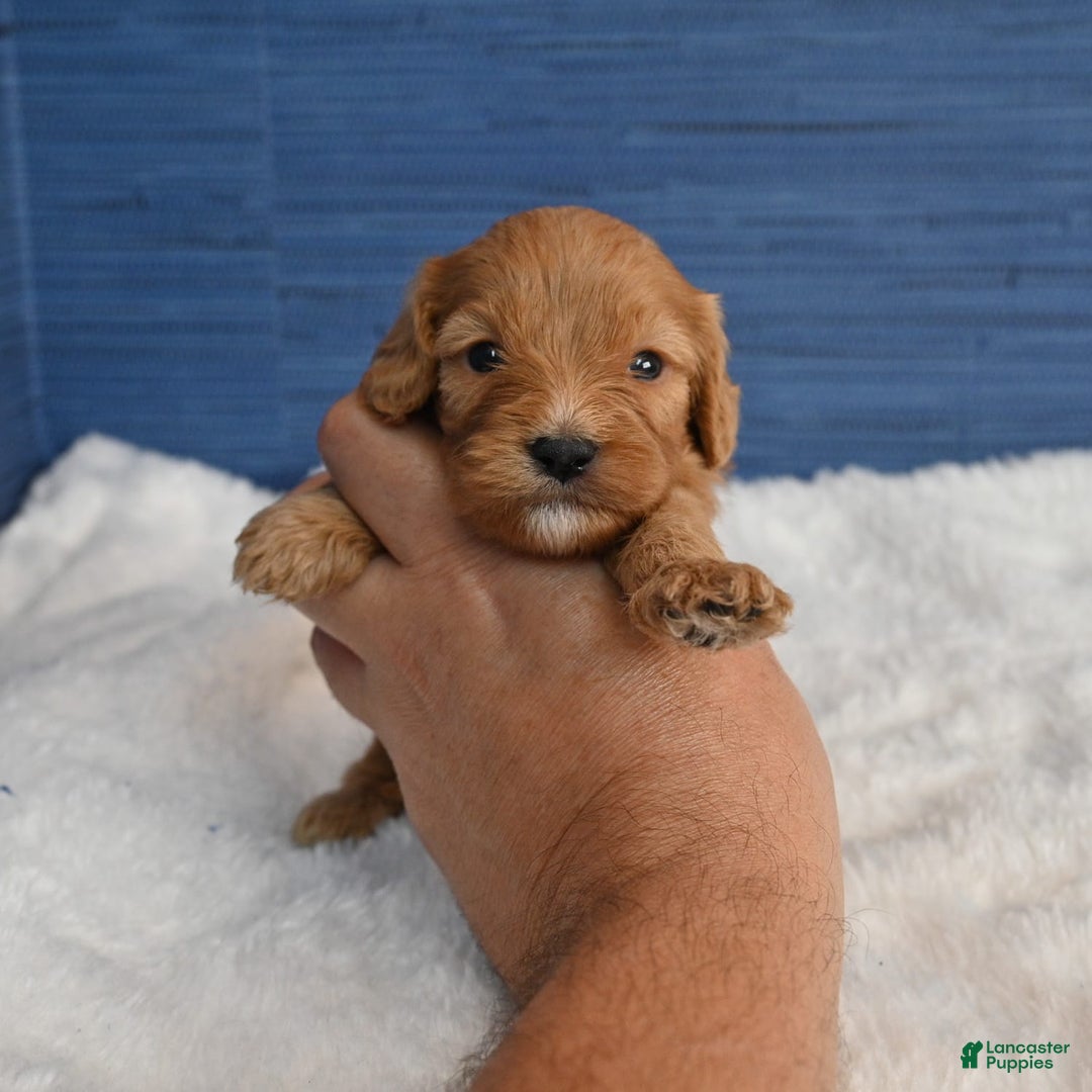 Cavapoo dogs for sale: King - Image 3
