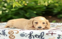 Miniature Dachshund dogs for sale: Tanner - Image 9