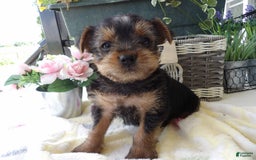 Yorkshire Terrier dogs for sale: Roland - Image 3