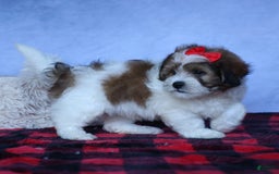 Shihpoo dogs for sale: Hugo - Image 1