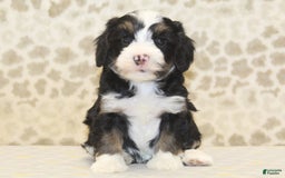 Mini Bernedoodle dogs for sale: Riley - Image 2