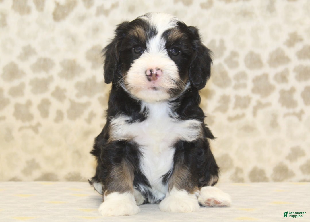 Mini Bernedoodle dogs for sale: Riley - Image 2