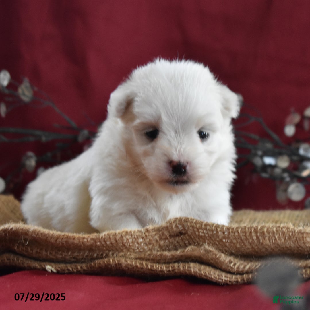 Maltese dogs for sale: Blake - Image 2