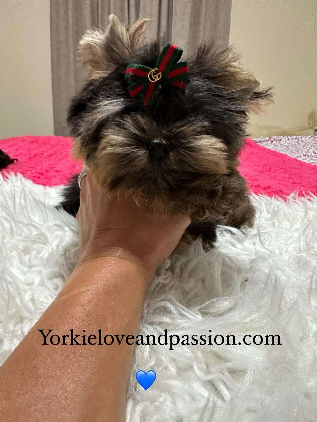 Yorkshire Terrier dogs for sale: Yorkshire Terrier 5 puppies - Image 33