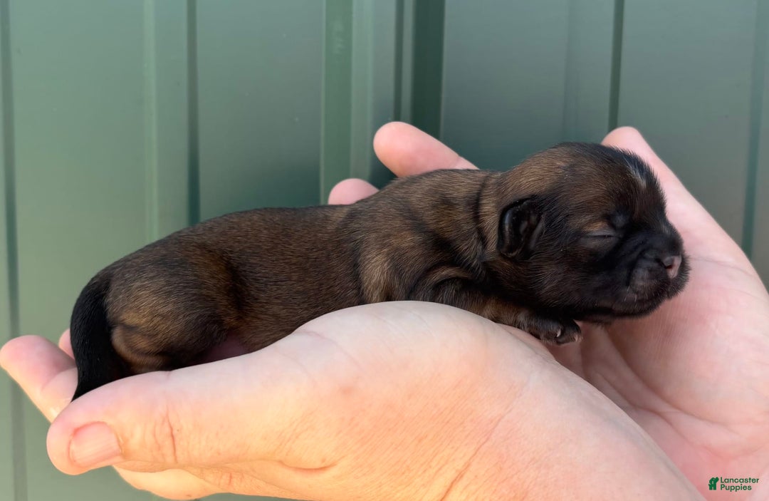 Shih Tzu dogs for sale: Astro - Image 2