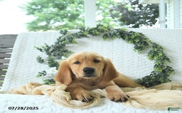 Golden Retriever dogs for sale: Andy - Image 17