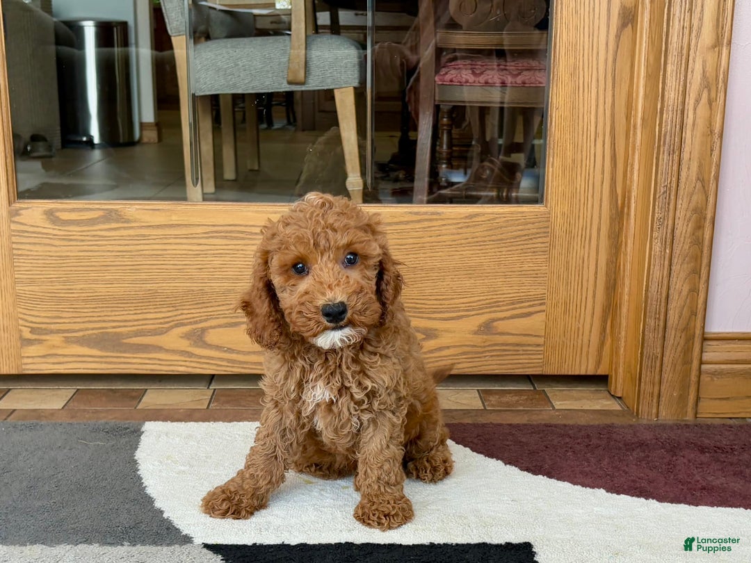 Cockapoo dogs for sale: Glen - Image 1