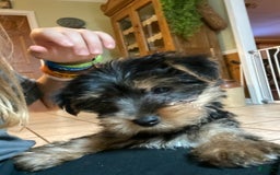 Yorkshire Terrier dogs for sale: Charlie - Image 1
